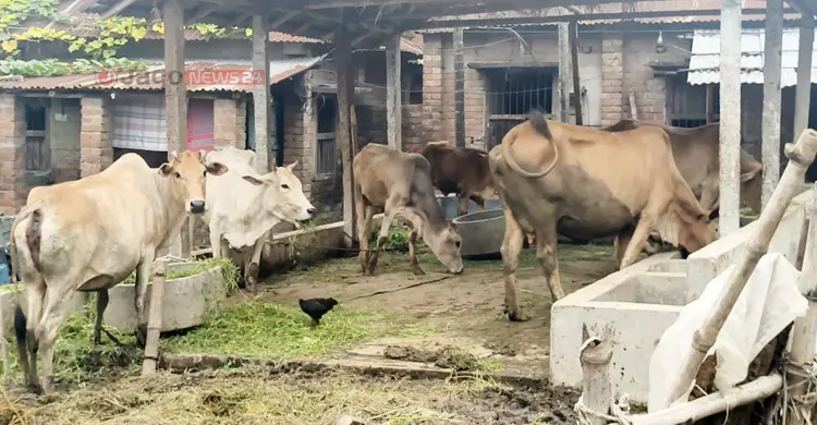 লাম্পিতে বিপর্যস্ত পুরো উপজেলা, টিকা সংকটে মরছে গরু
