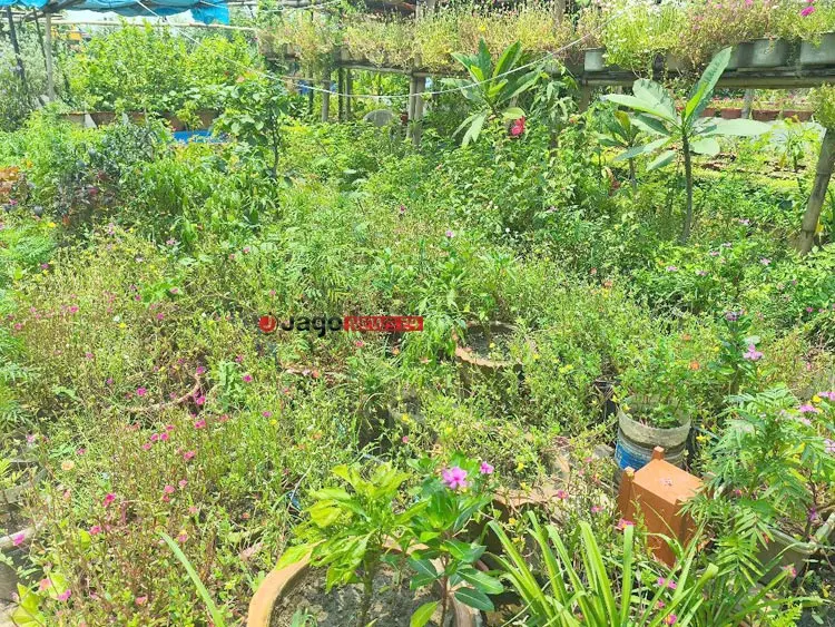 ১ টাকাও নেন না, ৪৫ বছর ধরে বিলিয়ে যাচ্ছেন গাছ