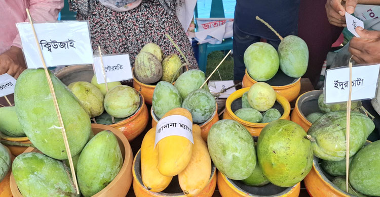 নওগাঁয় দুই দিনব্যাপী ম্যাংগো ফেস্টিভ্যাল