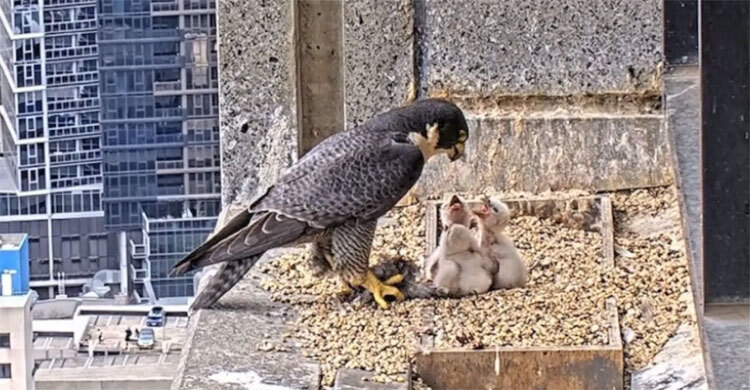 Sky-high falcon drama ‘Nestflix’ keeps Australians glued to screens