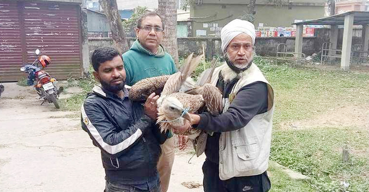 ভাগাড়ে পড়ে ছিল শকুন, খাইয়ে সুস্থ করার চেষ্টা