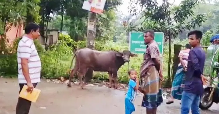 নেত্রকোনায় আর্জেন্টিনার ম্যাচ উপলক্ষে মহিষ জবাই করে ভূরিভোজ আয়োজন