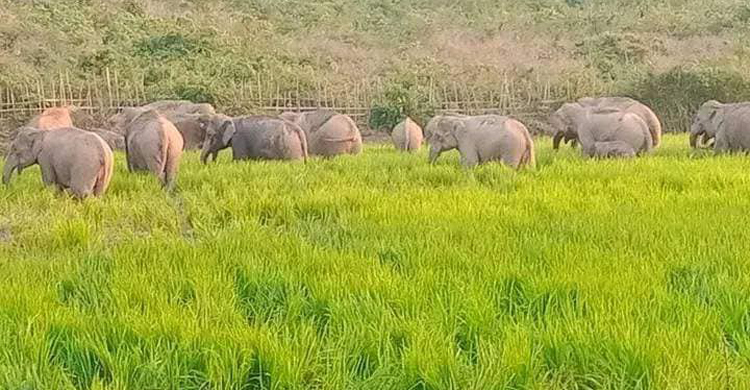 নেত্রকোনা সীমান্তে ফের বেড়েছে হাতির উপদ্রব