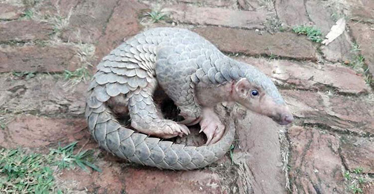 জালে আটকা পড়লো মহাবিপন্ন বনরুই