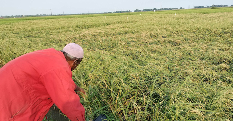 নেত্রকোনায় শিলাবৃষ্টিতে পাকা ধানের ব্যাপক ক্ষতি
