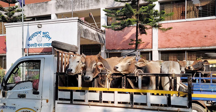 নেত্রকোনায় ৩২ ভারতীয় গরু জব্দ, আটক ১