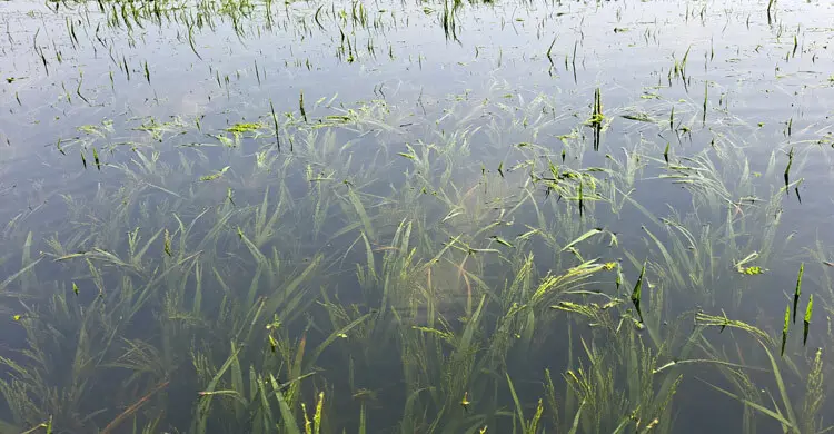 ‘পানিতে ডুবে কাঁচা ধান চোখের সামনে পচে যাচ্ছে, চিন্তায় ঘুম অয় না’