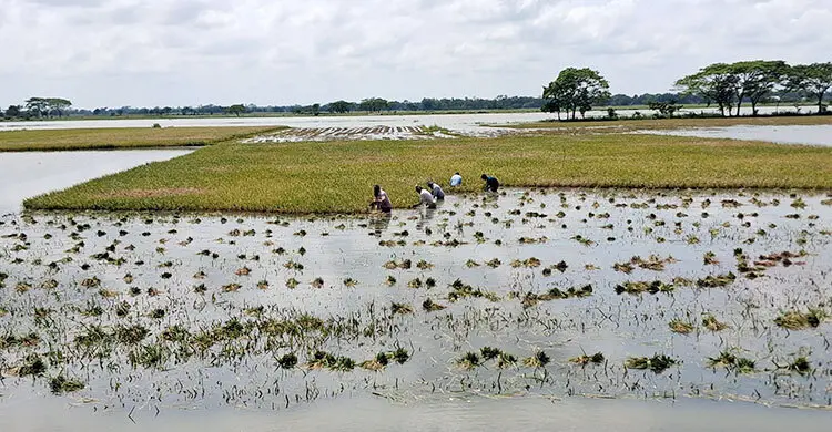 ক্ষতিগ্রস্ত কৃষকদের সহায়তার তালিকায় কৃষি কর্মকর্তার স্ত্রীর নাম!