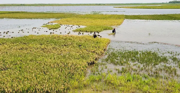 হাওরে বন্যার শঙ্কায় দ্রুত ধান কাটতে মাইকিং