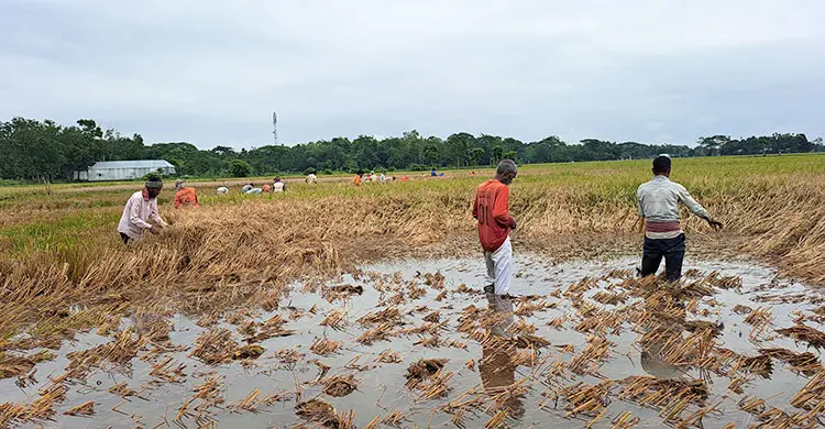 ক্ষতিগ্রস্ত কৃষকদের সহায়তার তালিকায় কৃষি কর্মকর্তার স্ত্রীর নাম!