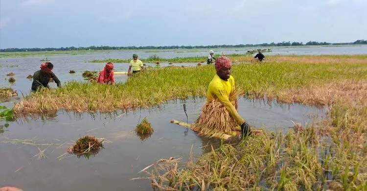 বৃষ্টি-ঢলের পানিতে ৩১৩ কোটি টাকার ফসলের ক্ষতি
