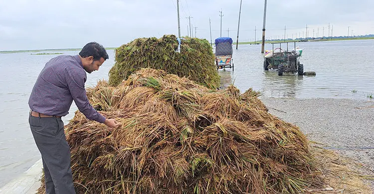 ক্ষতিগ্রস্ত কৃষকদের সহায়তার তালিকায় কৃষি কর্মকর্তার স্ত্রীর নাম!