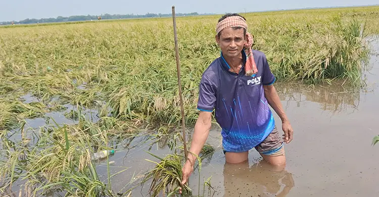 হাওরে বন্যার শঙ্কায় দ্রুত ধান কাটতে মাইকিং