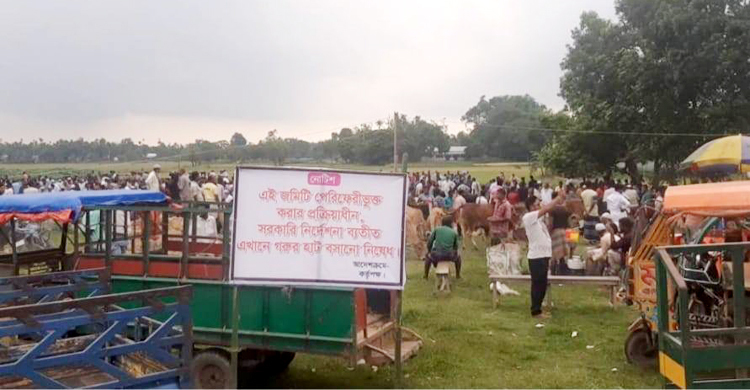 সরকারি নির্দেশনা অমান্য করে গরুর হাট, হাসিল তুলছেন আ’লীগ নেতা