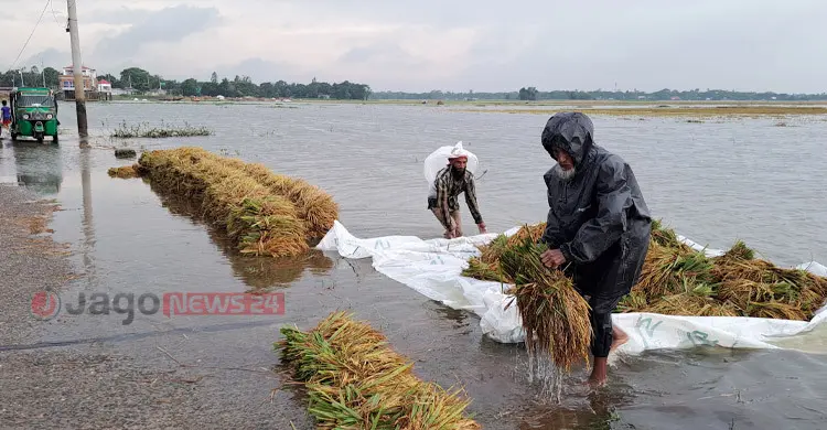 বৃষ্টি-কৃষকের চোখের জলে একাকার হাওরের ধানের জমি