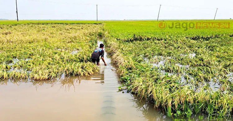 হাওরে জলাবদ্ধতায় ভরা মৌসুমেও সংকটে কৃষক