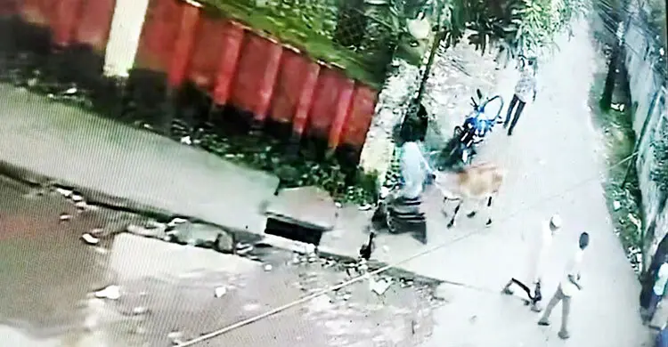 গরু চুরির দৃশ্য ধরা পড়ল সিসিটিভিতে