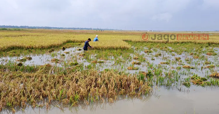 বৃষ্টি-কৃষকের চোখের জলে একাকার হাওরের ধানের জমি
