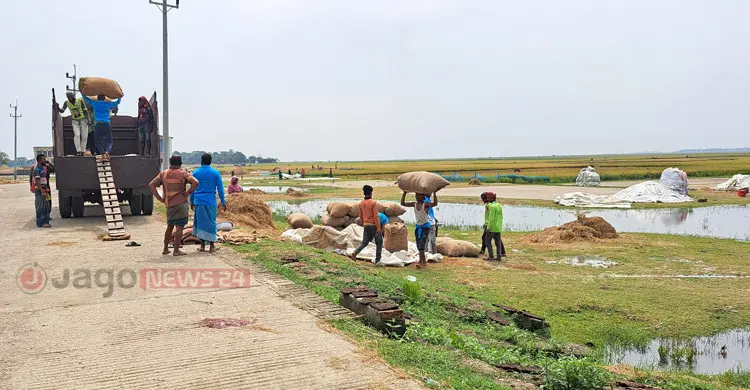 হাওরে জলাবদ্ধতায় ভরা মৌসুমেও সংকটে কৃষক