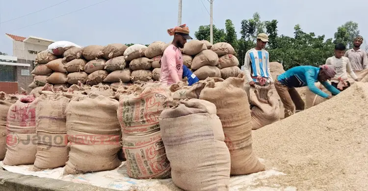 হাওরে কৃষকের নতুন জুলুম ৪৫ কেজির ধানের মণ!