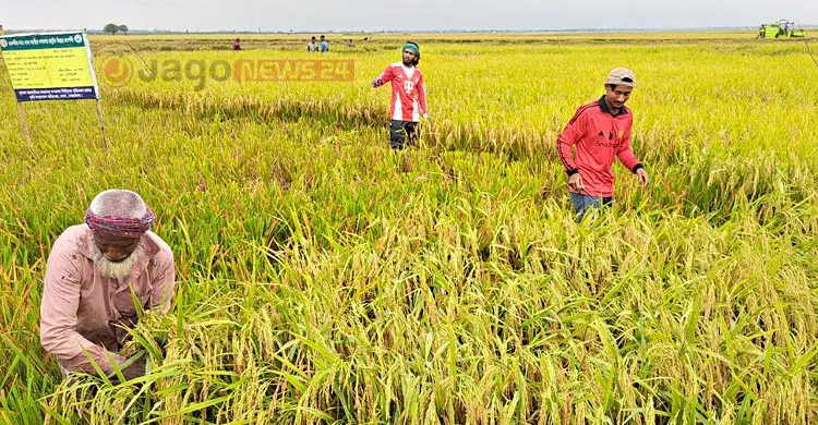বৃষ্টি-কৃষকের চোখের জলে একাকার হাওরের ধানের জমি