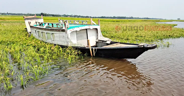 হাওরে জলাবদ্ধতায় ভরা মৌসুমেও সংকটে কৃষক