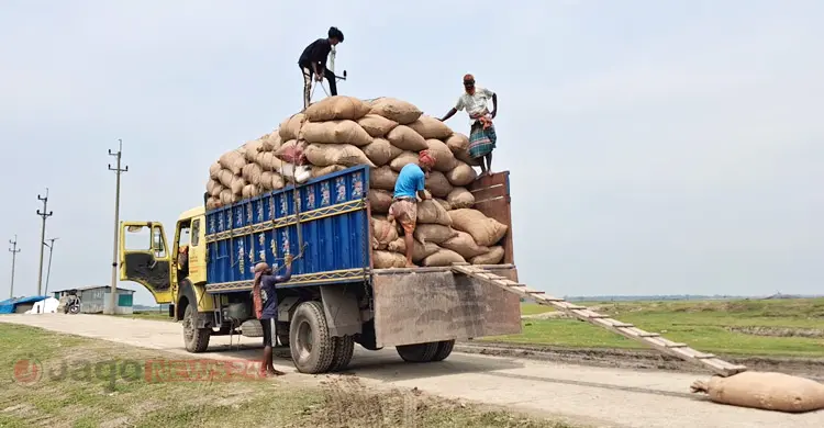 হাওরে কৃষকের নতুন জুলুম ৪৫ কেজির ধানের মণ!