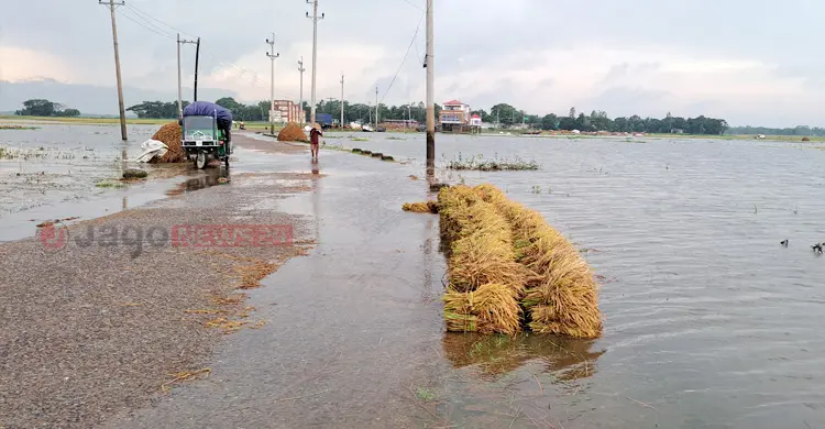 বৃষ্টি-কৃষকের চোখের জলে একাকার হাওরের ধানের জমি