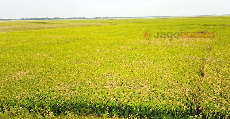 হাওরে জলাবদ্ধতায় ভরা মৌসুমেও সংকটে কৃষক