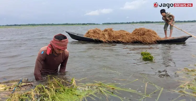 হাওরজুড়ে হাহাকার, ধান কাটছে &lsquo;নয়নভাগায়&rsquo;