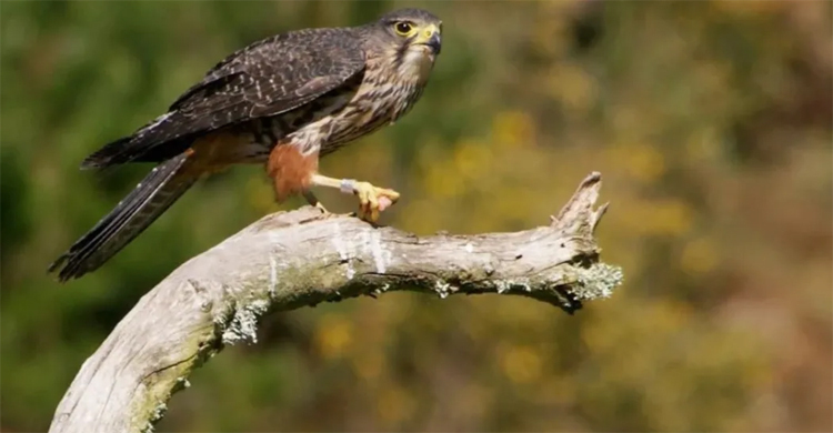 নিউজিল্যান্ডে ‘বার্ড অব দ্য ইয়ার’ খেতাব পেলো বাজপাখি