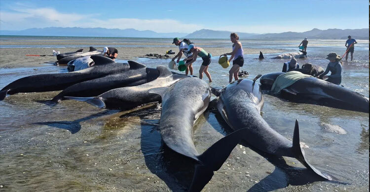 নিউজিল্যান্ডের এক সৈকতে আটকে পড়ে ৬ তিমির মৃত্যু