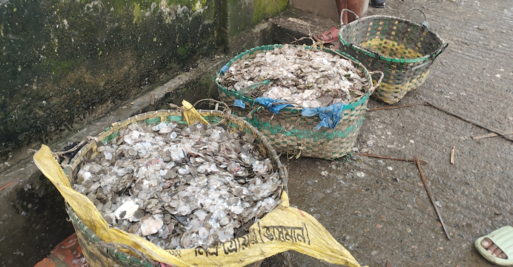 মাছের আঁশ বিক্রি করে ফয়সালের বছরে আয় ৭ লাখ