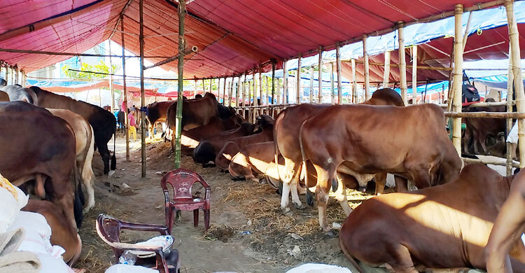 নারায়ণগঞ্জের কোরবানির হাটে আসছে পশু, ক্রেতারা দেখলেও কিনছেন কম