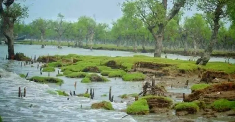 ঘুরে আসুন বরগুনার নিদ্রা সমুদ্রসৈকত থেকে