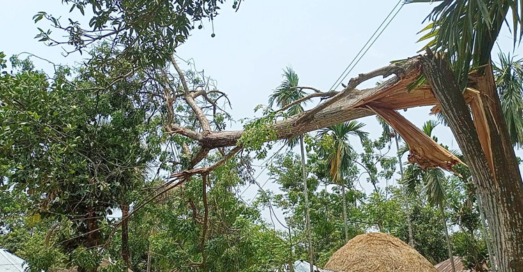 নীলফামারীতে হঠাৎ ঝড়ে লন্ডভন্ড ঘরবাড়ি