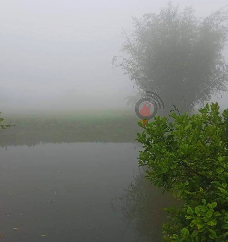 তীব্র গরমেও কুয়াশার চাদরে ঢাকা নীলফামারী