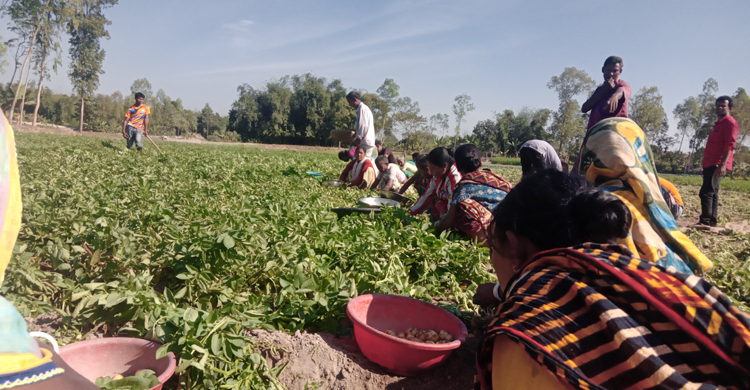 নীলফামারীতে আলুর দামে খুশি চাষিরা