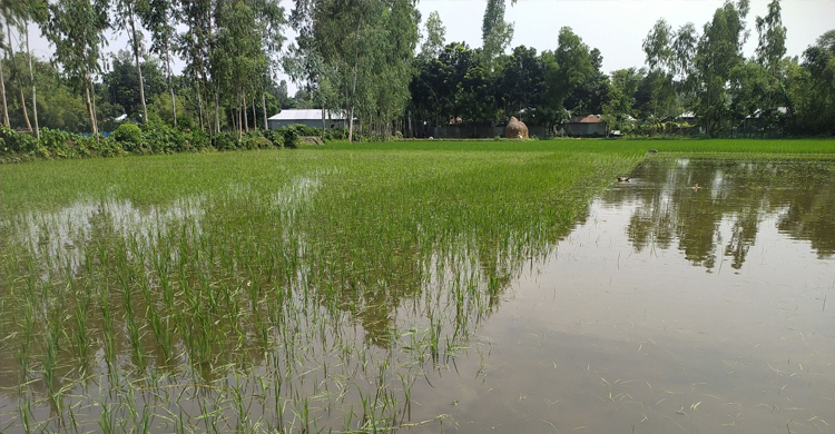 নালা বন্ধ করে বাড়ি নির্মাণ, জলাবদ্ধ ৭০০ একর ফসলি জমি