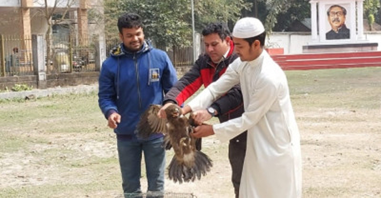 সুস্থ হয়ে মুক্ত আকাশে ফিরে গেলো চিল