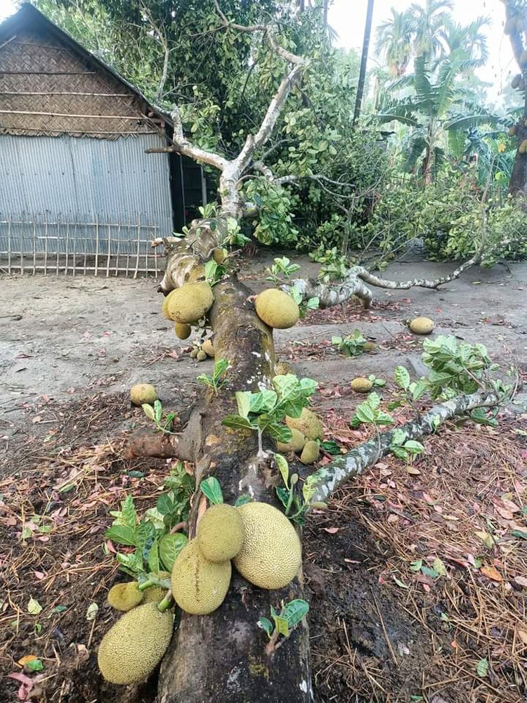 নীলফামারীতে হঠাৎ ঝড়ে লন্ডভন্ড ঘরবাড়ি
