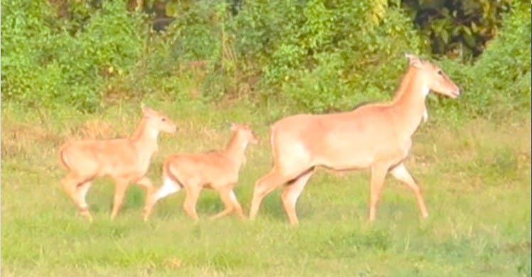 গাজীপুর সাফারি পার্কে নীলগাই পরিবারে দুই নতুন অতিথি