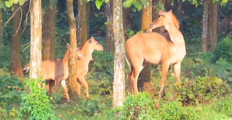 গাজীপুর সাফারি পার্কে নীলগাই পরিবারে দুই নতুন অতিথি