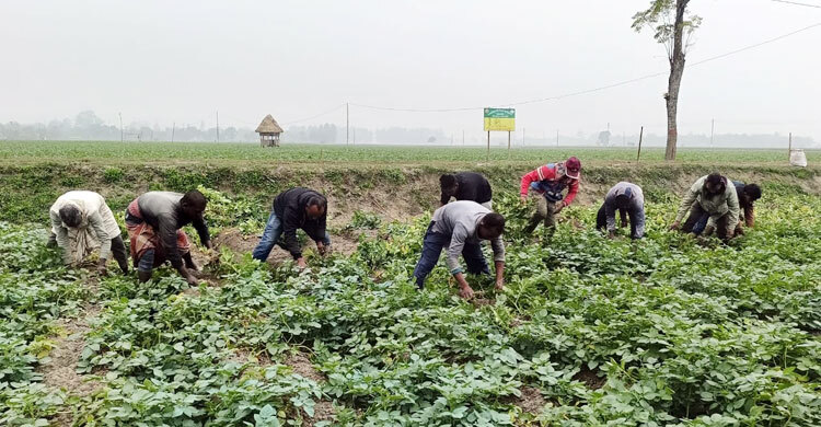 প্রতি বছর ৪০ হাজার মেট্রিক টন বীজআলু উৎপাদন করে বিএডিসি