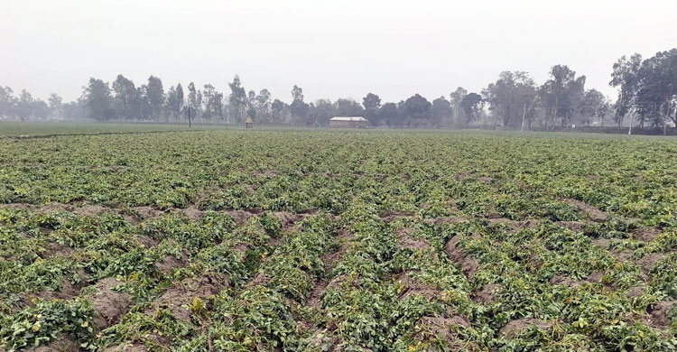 প্রতি বছর ৪০ হাজার মেট্রিক টন বীজআলু উৎপাদন করে বিএডিসি