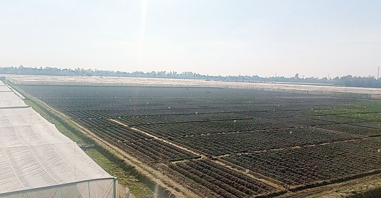 প্রতি বছর ৪০ হাজার মেট্রিক টন বীজআলু উৎপাদন করে বিএডিসি