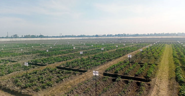 প্রতি বছর ৪০ হাজার মেট্রিক টন বীজআলু উৎপাদন করে বিএডিসি