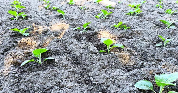 তামাক চাষে ঝুঁকছেন কৃষকরা, হুমকির মুখে কৃষি-জনস্বাস্থ্য