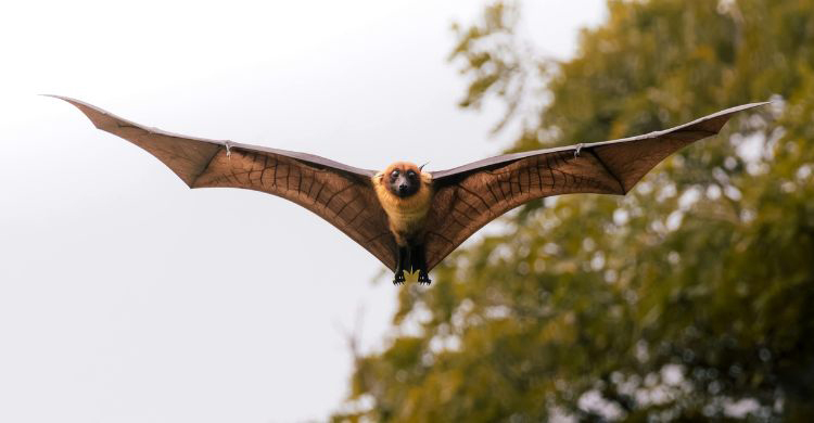 নিপাহ ভাইরাসে বছরের প্রথম মৃত্যু, সতর্ক থাকবেন যেভাবে