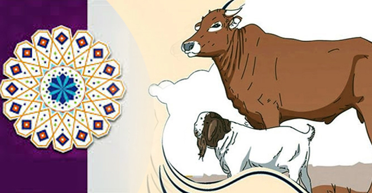 কোরবানির পশুর যেসব জিনিস খাওয়া যাবে না